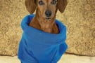 Snuggie Dog